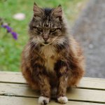Gamle katte: Karakteristika