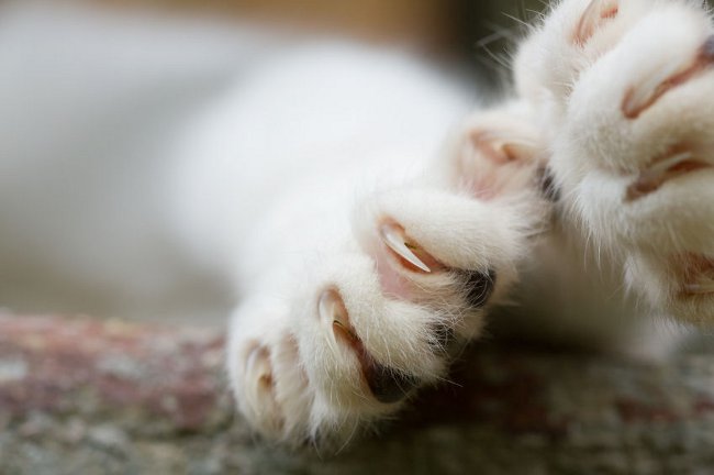 Slå kløer. Hvordan man klipper en katte klør?