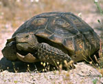 Landskildpadde