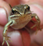 Hans egen prinsessefrog