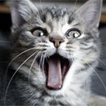 Brunst hos katte