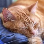 Toxoplasmose hos katte