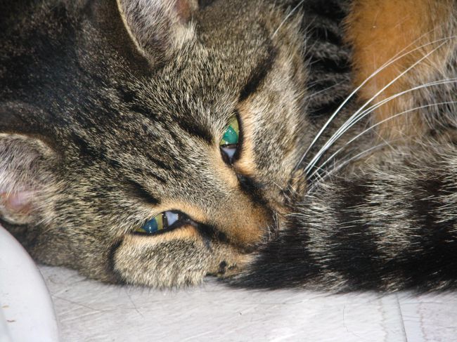 Toxoplasmose hos katte