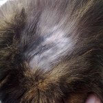 Katten har uld