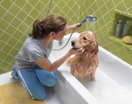 Hunden har hårtab: årsager og behandling