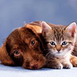 Pas på pelsen af ​​katte og hunde