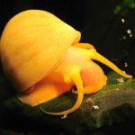 Ampulære snegle
