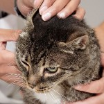 Øretmide hos katte Øretmide hos katte