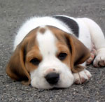 Vaccination af hunde