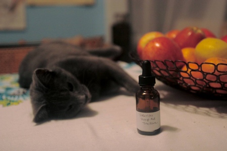 Valerian for katte: farer mod ejeren