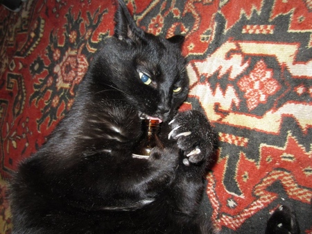 Valerian for katte: farer mod ejeren