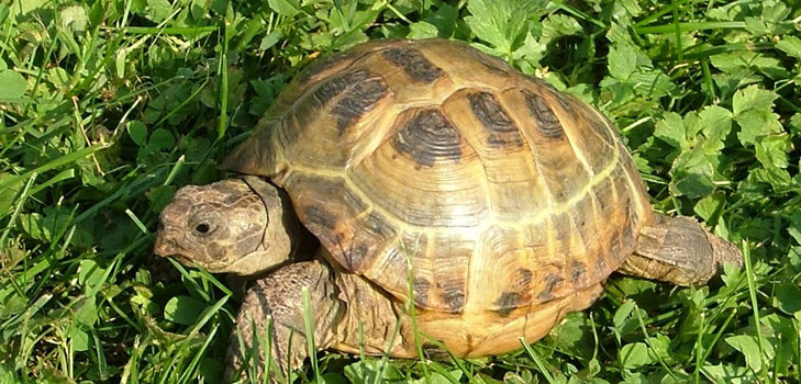 Typer af skildpadder: Hvad skal du huske, før du starter?