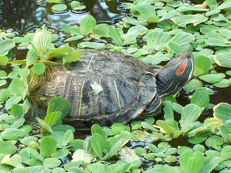 Typer af skildpadder: Hvad skal du huske, før du starter?