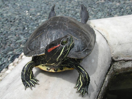 Typer af skildpadder: Hvad skal du huske, før du starter?