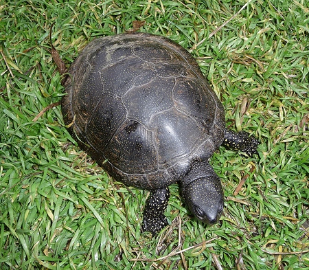 Typer af skildpadder: Hvad skal du huske, før du starter?