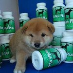 Vitaminer til hunde Vitaminer til hunde