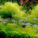 Javanese mos i dit akvarium