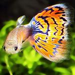 Viviparous fisk i et akvarium