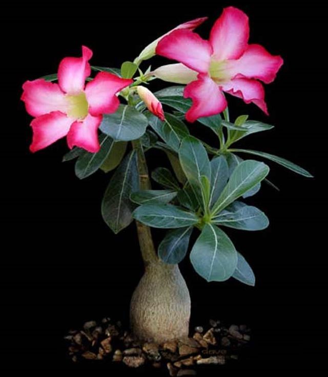 Pas på adenium