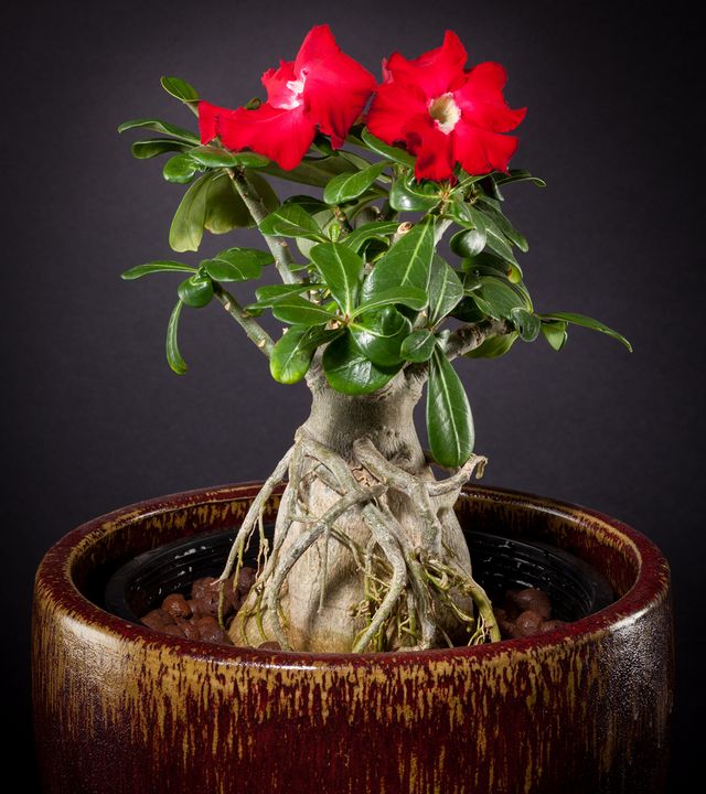Pas på adenium