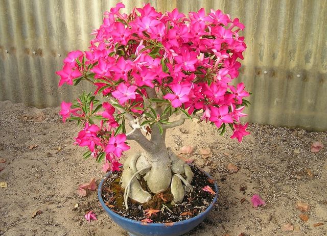 Pas på adenium