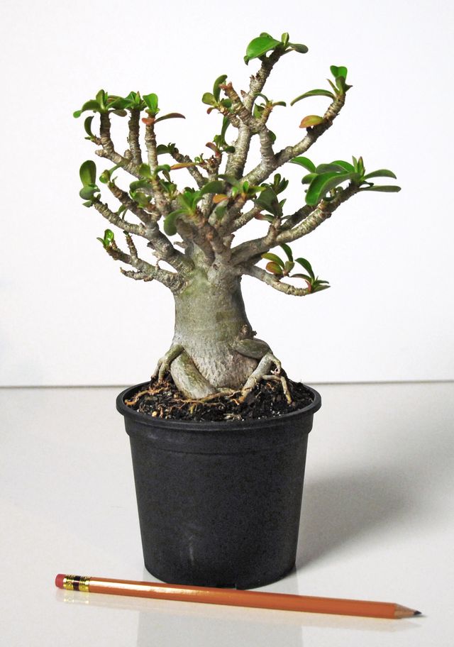 Pas på adenium