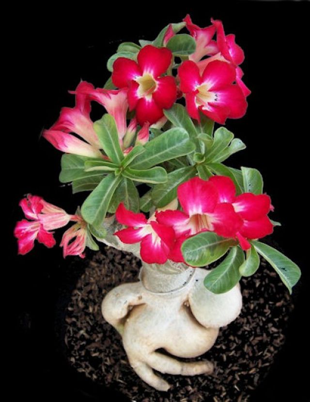Pas på adenium