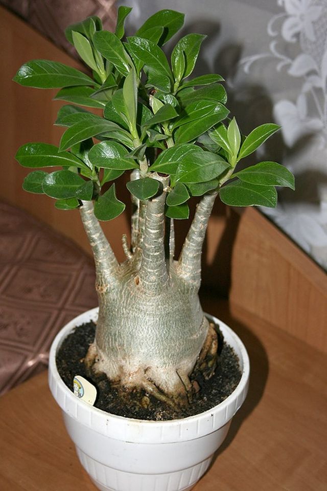 Pas på adenium