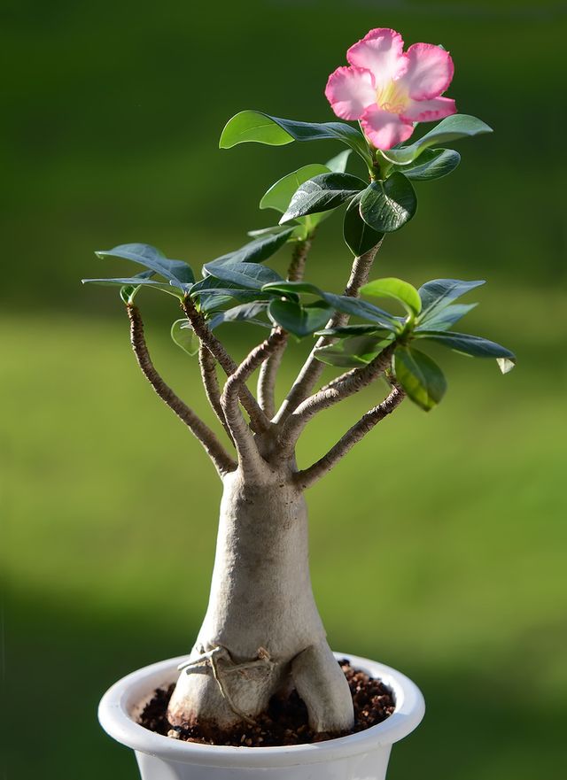 Adenium - hjemmepleje (foto, video). Hvordan man passer ordentligt til en blomstadena