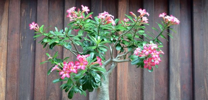 Pas på adenium