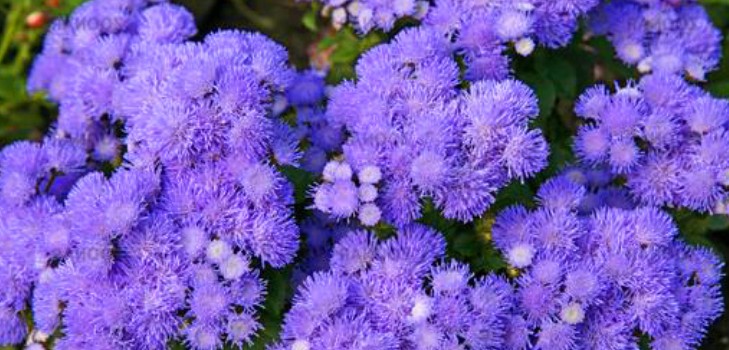 Ageratum: plantning og pleje. Populære sorter
