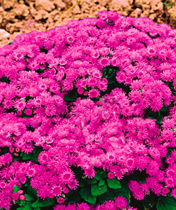 Ageratum: plantning og pleje. Populære sorter
