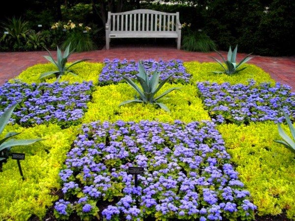 Ageratum: plantning og pleje. Populære sorter
