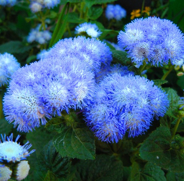 Ageratum: plantning og pleje. Populære sorter