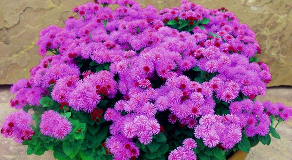 Ageratum: plantning og pleje. Populære sorter