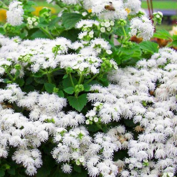 Ageratum: plantning og pleje. Populære sorter