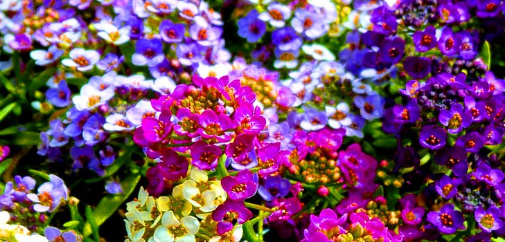 Alyssum: plantning og pleje, fotos af de bedste sorter