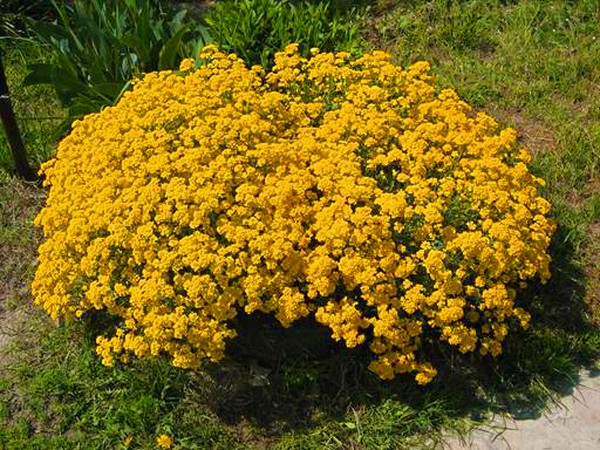 Alyssum: plantning og pleje, fotos af de bedste sorter