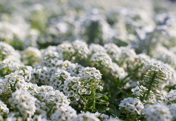 Alyssum: plantning og pleje, fotos af de bedste sorter