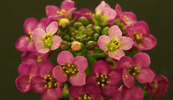 Alyssum: plantning og pleje, fotos af de bedste sorter