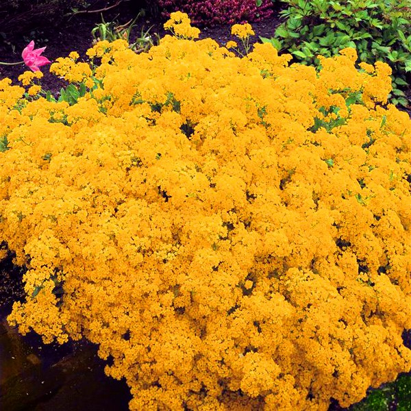 Alyssum: plantning og pleje, fotos af de bedste sorter