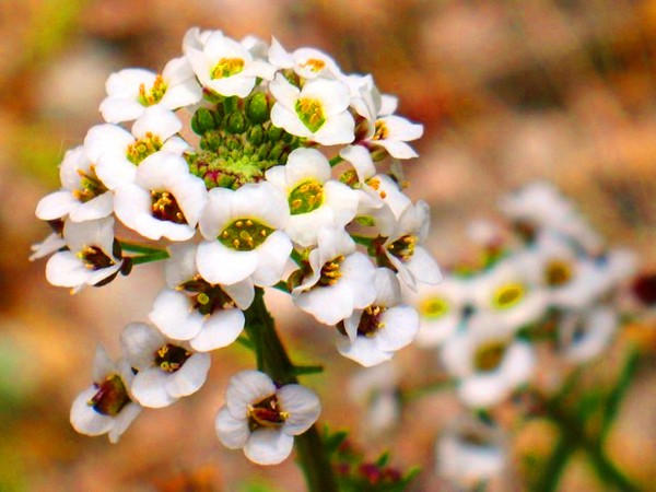 Alyssum: plantning og pleje, fotos af de bedste sorter
