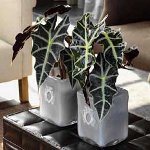 Alocasia og pleje hende Alocasia og pleje hende