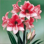 Amaryllis og hippeastrum: tvilling brødre Amaryllis og hippeastrum: tvilling brødre
