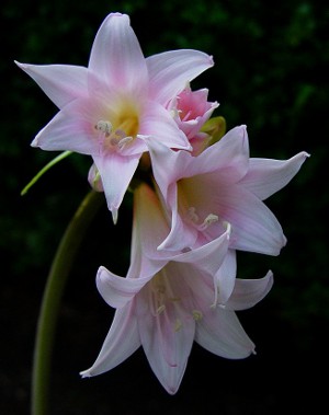 Amaryllis og hippeastrum: tvilling brødre Amaryllis og hippeastrum: tvilling brødre