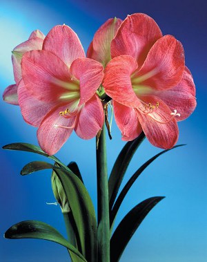 Amaryllis og hippeastrum: tvilling brødre