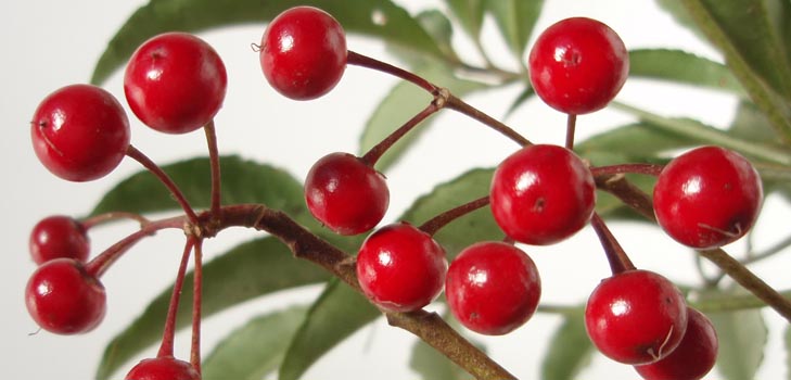 Ardisia: pleje og foto