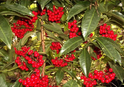 Ardisia: pleje og foto