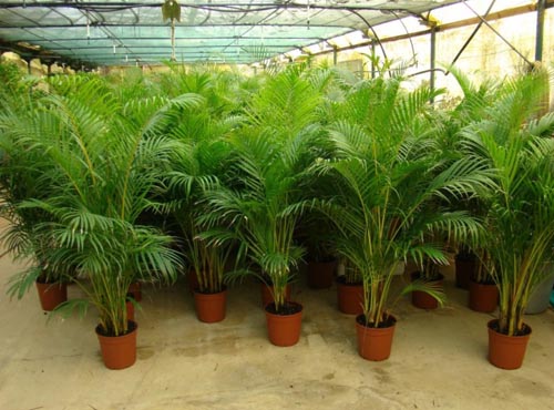 Areca, palme