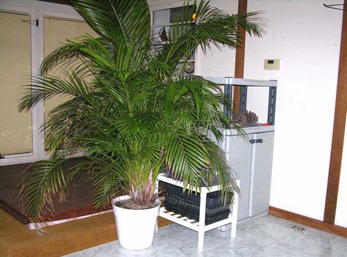 Areca. Hjemmepleje